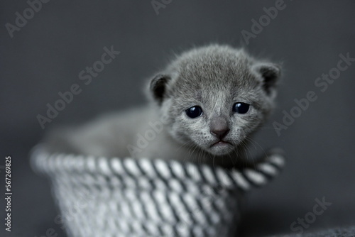 kitten in a basket