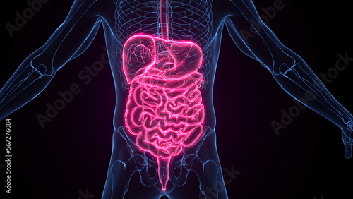 3d medical illustration of a man's digestive system