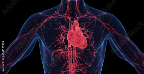 3d medical illustration of a man's cardiovascular system