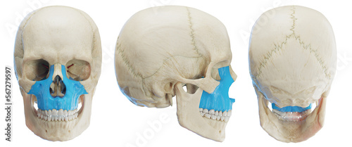 3d medical illustration of the human maxilla