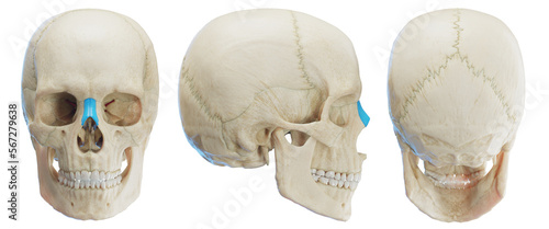 3d medical illustration of the human nasal bone