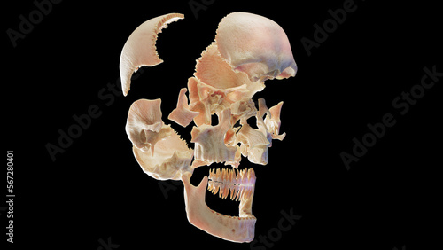 3d medical illustration of the human skull