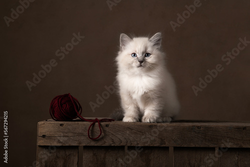 Fluffy ragdoll baby cat sitting on a wooden crate with a woolen ball in a classic still life setting