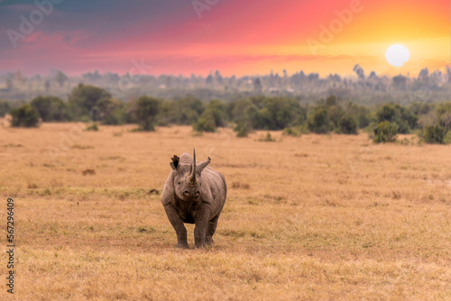 White Rhinoceros, Lake Nakuru National Park, Kenya, Ceratotherium simum