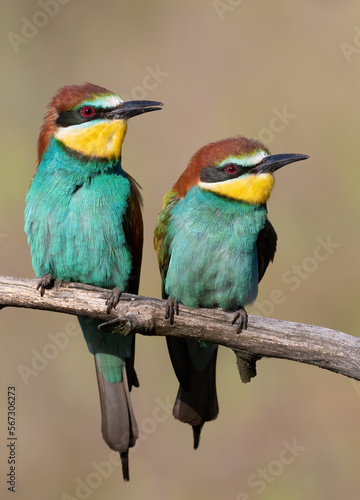 European bee-eater, Merops apiaster. Male and female sitting on a branch