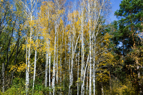 Slender tall birch trees with yellow foliage are lit by the sun in the middle of the forest