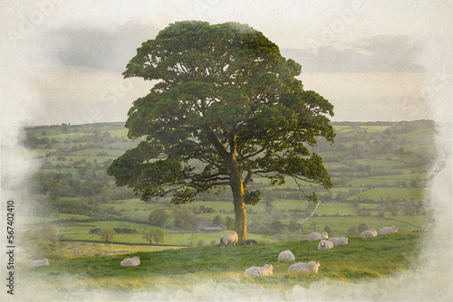 Digital watercolour painting of sheep grazing under a lone tree at sunset on The Roaches.