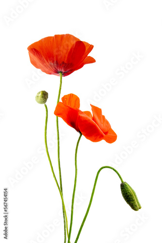 Close up photo of red poppies flowers and buds isolated on transparent background, png file