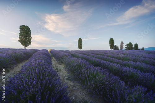 Lavender fields and trees at sunset. Orciano, Tuscany, Italy