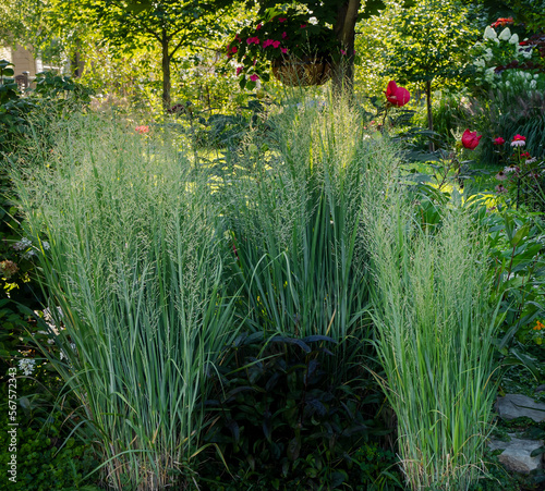 Native northwind grasses, panicum virgatum, providing a vertical privacy screen in this residential prairie garden. Northwind perennial ornamental grasses provide architectural distinction. interest