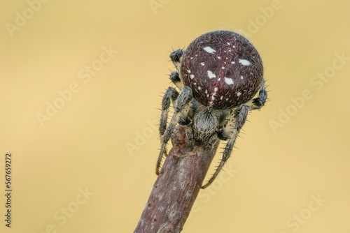 Niesamowity bordowy pająk na łące