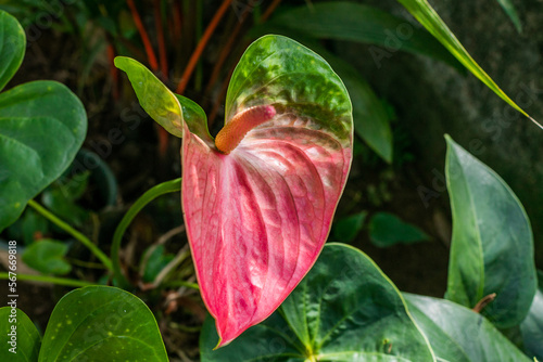 Red anturium flower growing in the garden closeup 