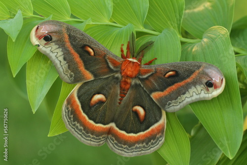 cecropia moth (Hyalophora cecropia) on solomon's seal leaf