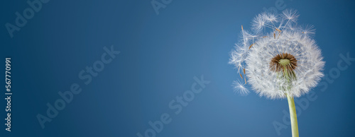 Dandelion clock pollen allergy background