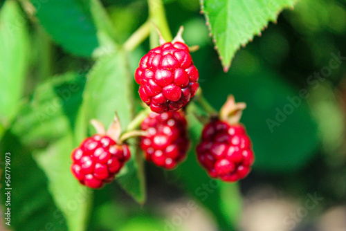 unripe blackberries on a branch in the garden