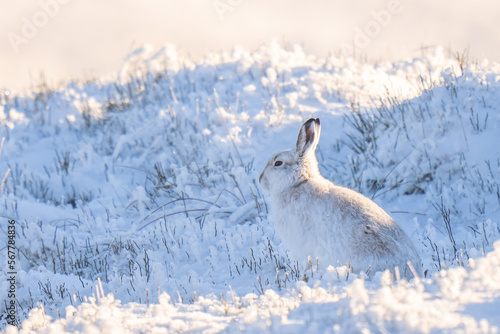 mountain hare in the snow