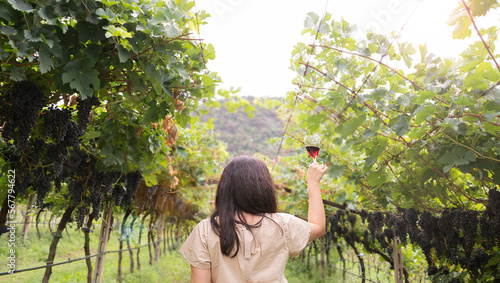 Beautiful woman dreaming tasting red wine enjoying summer stay in vineyards on lovely sunny day. woman drinking red wine at vineyard. harvest season. High quality photo