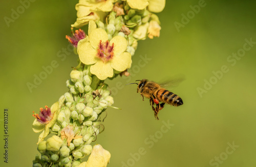 Piękna latająca pszczoła na zielonej łące wśród żółtych kwiatów
