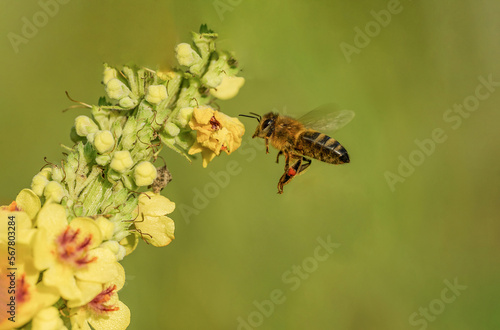 Piękna latająca pszczoła na zielonej łące wśród żółtych kwiatów