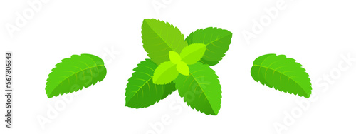 Mint leaves vector set. Peppermint leaf, mint plant