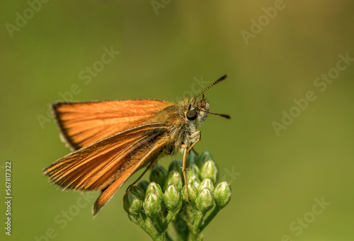 Piękny delikatny pomarańczowy motyl wśród kwiatów na zielonej łące