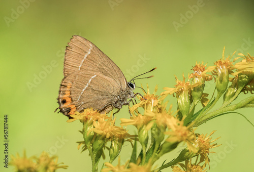 Piękny barwny motyl wśród żółtych kwiatów na zielonej łące