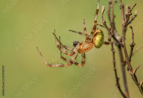 Piękny barwny pająk na łonie natury