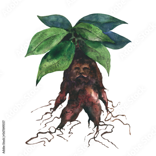 Watercolor illustration of mandragora plant watercolor illustration. Hand drawn magic mandrake herb with root and green leaves. Magical mandrake mythology herb on white background