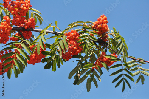 Berries ripen on a branch of rowan (Sorbus aucuparia)