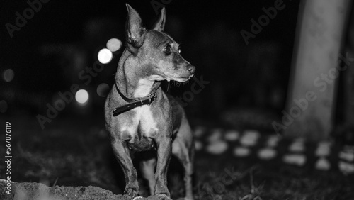 fotografia de un perro chichuahua con ojos expresivos en blanco y negro 