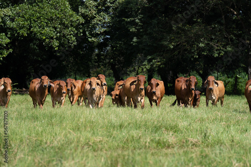 Grupo de vacas de la raza brahman rojo caminando en la finca