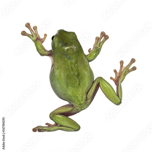 Backside view of jumping Green tree frog aka Ranoidea caerulea. Isolated cutout on a transparent background.