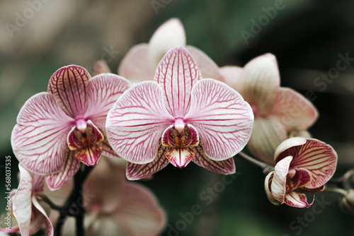 Orchidea, storczyk, Palmitos Park, Gran Canaria, Hiszpania