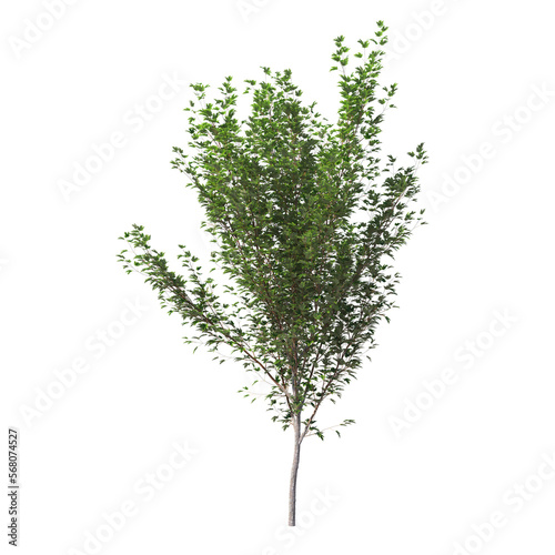 acer x freemanii freeman maple tree Jeffersred isolated on white, isolated 3d render, light for daylight, easy to use