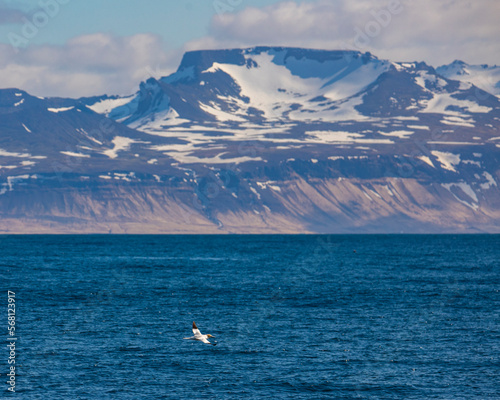 northern gannet (Morus bassanus) flying above the sea with mighty, snowy icelandic fjords in the background, wild sea bird of arctic
