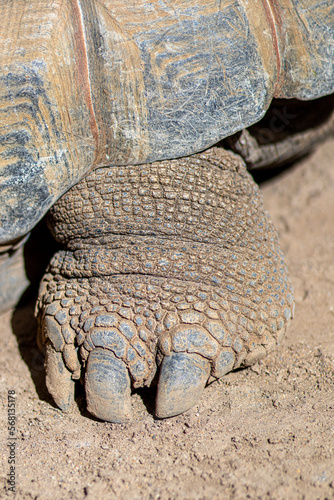 Noga żółwia