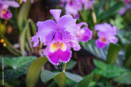 Pink Cattleya Orchid Flower on a garden