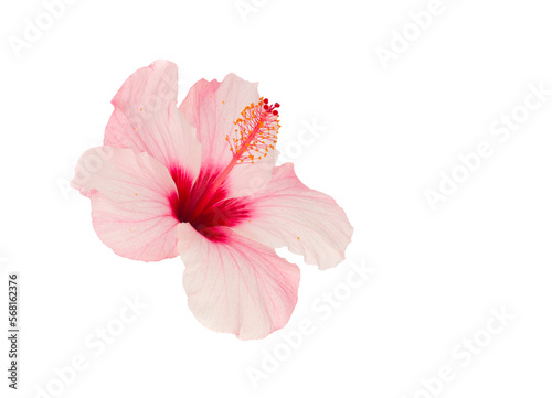 Pink hibiscus flower 