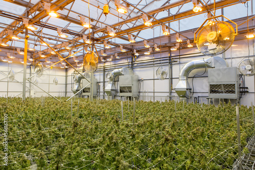 Vue de l'intérieur d'une serre hydroponique de cannabis