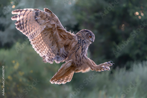 Landing of a beautiful Eurasian Eagle-Owl (Bubo bubo) reaching out to perch on branch. Noord Brabant in the Netherlands. 