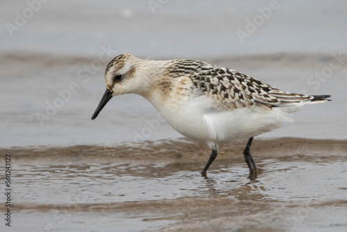 Sanderling, piaskowiec, Calidris alba