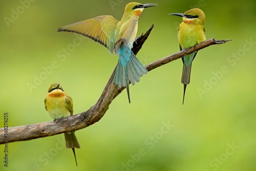 Family of the blue-tailed bee-eater (Merops philippinus) perched on the tree branch
