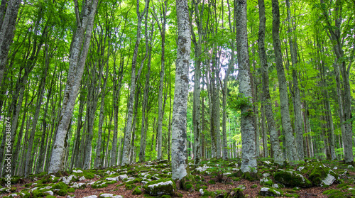 The Cansiglio Forest is a great natural, historical and cultural heritage in the heart of the Veneto region