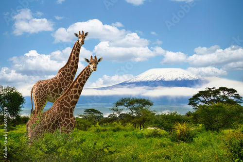 Giraffen und der Kilimandscharo im Amboseli Nationalpark 