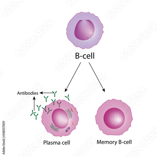 B-cell leukocytes. Plasma cell and memory B cell. b cell differentiation, antigen stimulation of surface receptor, plasma cell producing monoclonal antibodies. Vector illustration. 