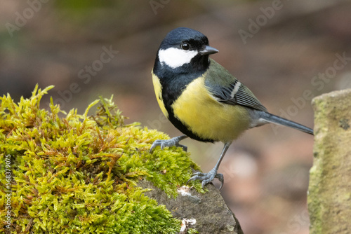 Kohlmeise (Parus major)