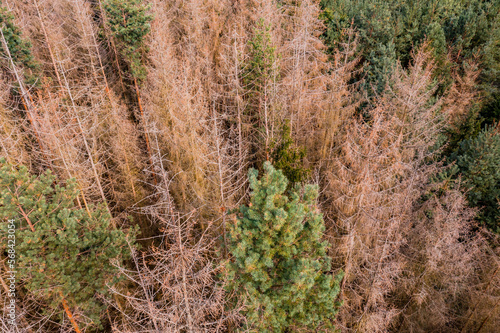 Aerial view of diseased fir trees with high mortality and severe forest dieback in Europe