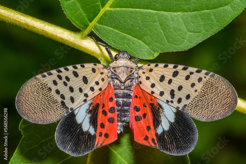 Spotted Lanternfly - Lycorma delicatula