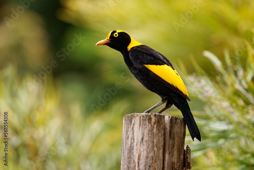 Regent Bowerbird - Sericulus chrysocephalus medium-sized sexually dimorphic bird, male bird is black and golden orange-yellow crown and bill, black feet and yellow iris, female is a brown bird