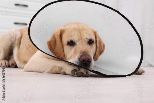 Sad Labrador Retriever with protective cone collar lying on floor in room